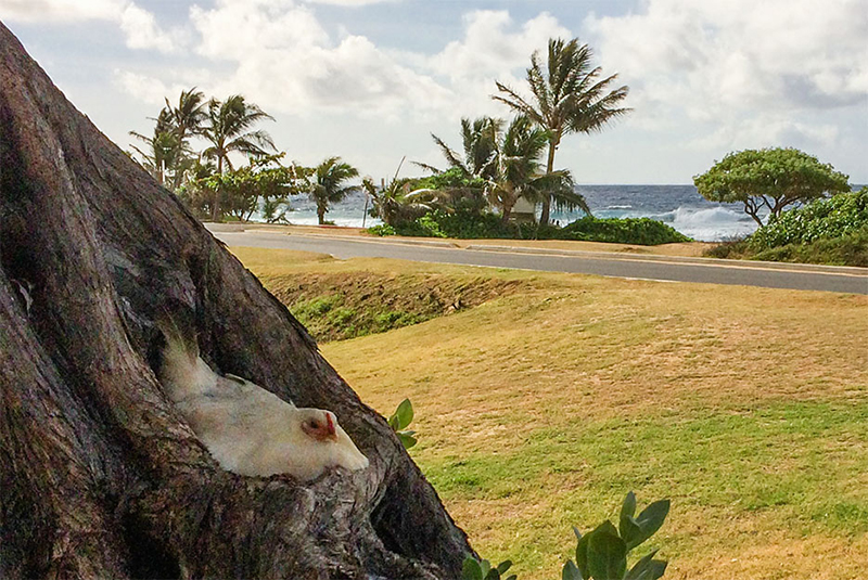 Lil' Ms. Hennykins Sweet Beaks Shed