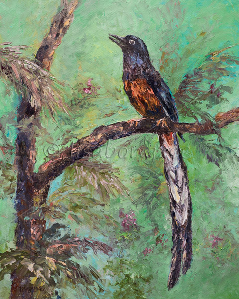 When The Shama Sings