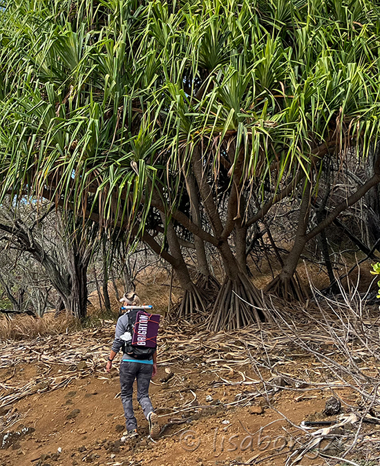 Koko Crater Botanical Gardens