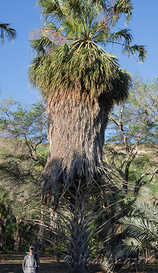 Koko Crater Botanical Gardens